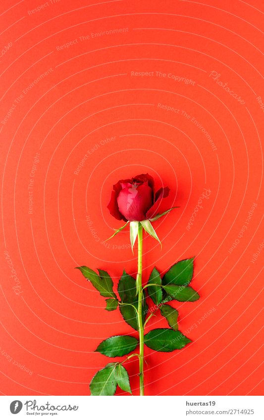 rote Rosen mit rotem Hintergrund elegant Stil Design Feste & Feiern Valentinstag Hochzeit Geburtstag Blume Liebe natürlich rosa Romantik Leidenschaft