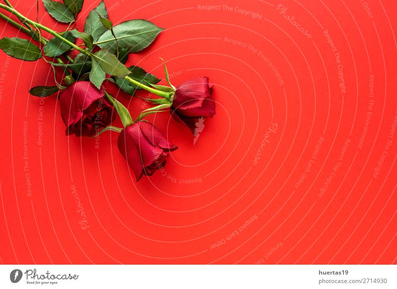 rote Rosen mit rotem Hintergrund elegant Stil Design Feste & Feiern Valentinstag Muttertag Hochzeit Geburtstag Kunst Blume Liebe natürlich oben grün Romantik