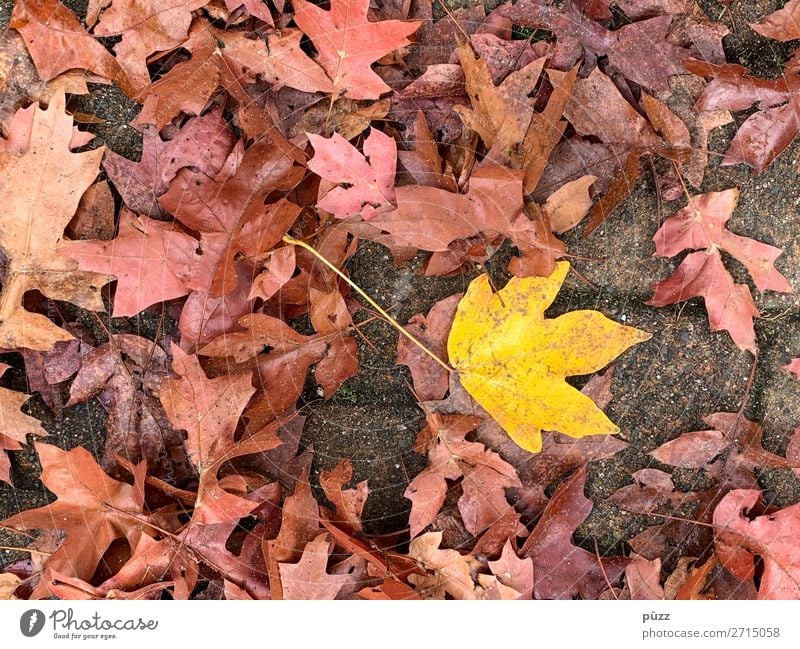 Farbtupfer Umwelt Natur Pflanze Erde Herbst Baum Blatt Garten Park braun gelb rot Herbstlaub herbstlich Herbstfärbung Ahorn Ahornblatt Kontrast Verfall Ende