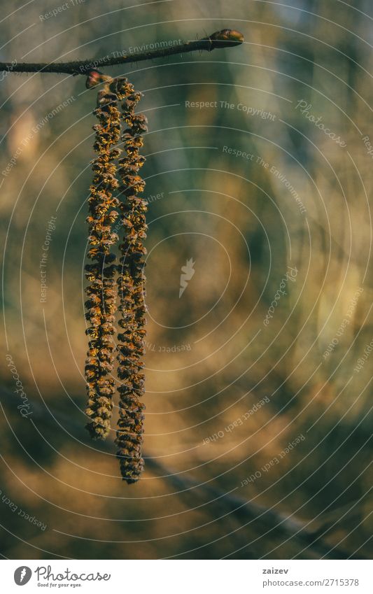 Nahaufnahme einer an einem Ast hängenden Corylus avellana Frucht schön Leben Pflanze Herbst Wald Wachstum natürlich weich braun gelb corylus avellana