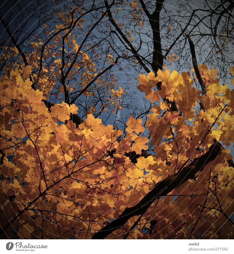 Bald ist Herbst Natur Landschaft Pflanze Himmel Klima Schönes Wetter Baum Blatt Zweige u. Äste Ahorn Laubbaum Herbstlaub verblüht dehydrieren gigantisch groß