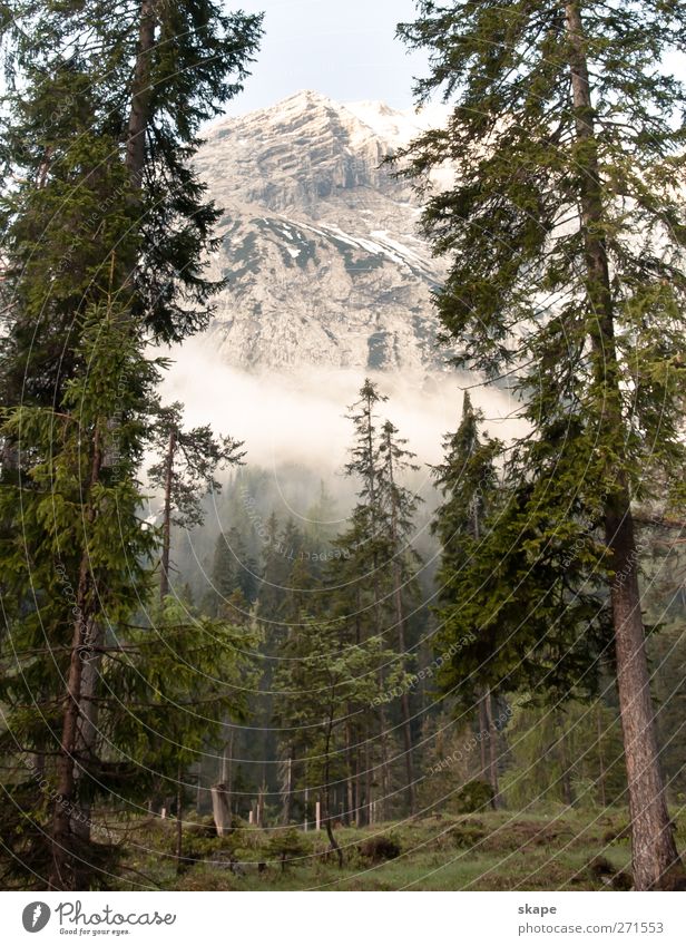 Forest impression Berge u. Gebirge Klettern Bergsteigen Baum Moos Wald Alpen Gipfel ruhig Natur Farbfoto Außenaufnahme Morgendämmerung Starke Tiefenschärfe