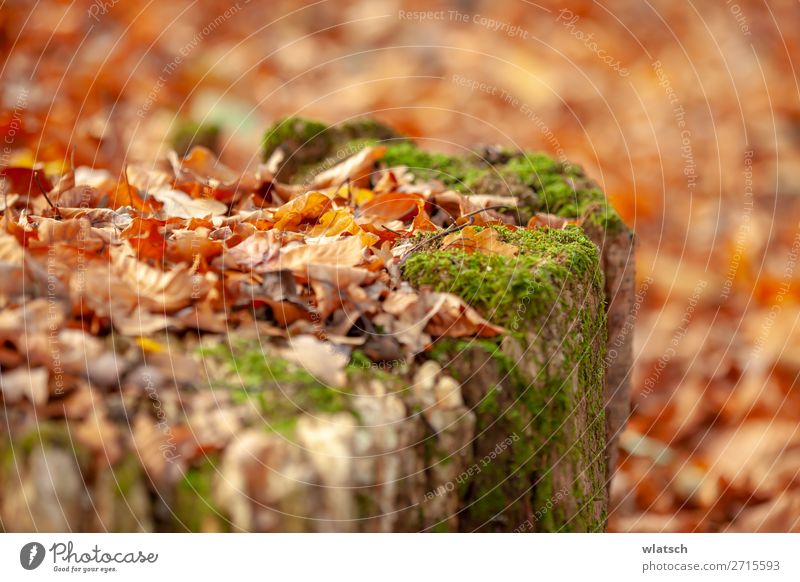 Sommerende ruhig Jagd Ausflug Freiheit wandern Umwelt Natur Landschaft Herbst Baum Moos Blatt Wald natürlich Abenteuer Farbfoto mehrfarbig Außenaufnahme Tag