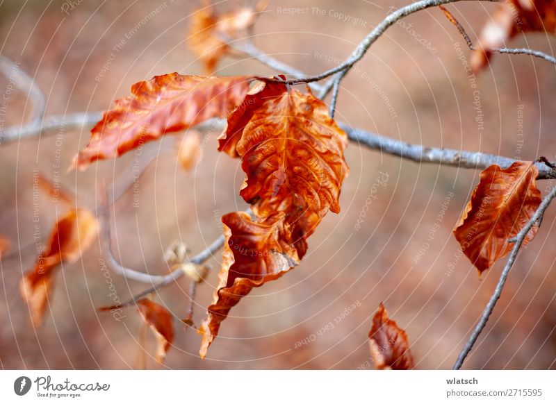 Vergänglich Umwelt Natur Herbst Baum Wald braun Traurigkeit Farbfoto mehrfarbig Außenaufnahme Totale