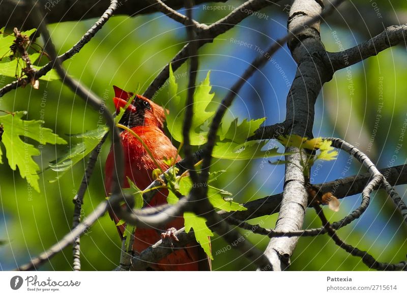 Red Cardinal Tier Vogel 1 sitzen frei Fröhlichkeit Gesundheit Glück schön blau grau grün rot Stimmung Kraft einzigartig elegant Energie Leben Stolz Farbfoto