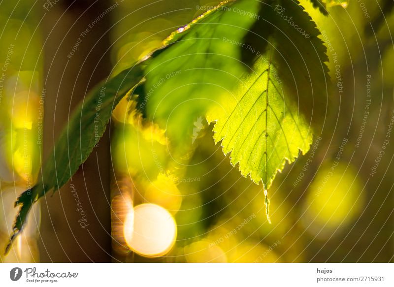 Buche, Blatt im Gegenlicht im Herbst Natur Baum grün Sonne hell leuchtend warm strahle reflexionen herbstlich Wald Tiefenschärfe gering Hintergrund unscharf