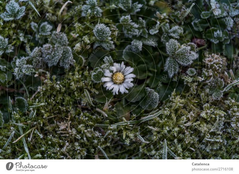 Ein mit Raureif verziertes Gänseblümchen auf der Wiese Natur Pflanze Urelemente Winter Eis Frost Gras Blatt Blüte Garten Blühend schön kalt klein braun gelb