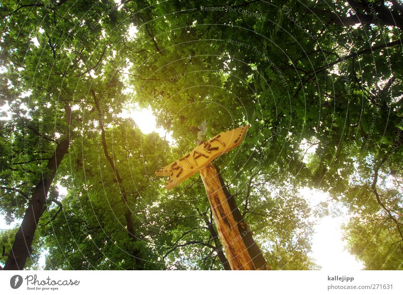 trimm dich! Freizeit & Hobby Umwelt Natur Baum Wald Zeichen Schriftzeichen Schilder & Markierungen Pfeil Beginn Richtung Orientierung nachhaltig Holz Wegweiser