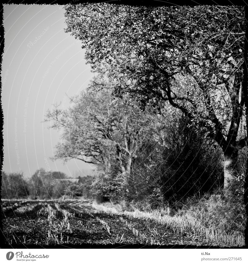 künstlich gerahmter Acker Landwirtschaft Forstwirtschaft Umwelt Natur Landschaft Pflanze Herbst Baum Feld Wachstum Stadt grau schwarz weiß Schwarzweißfoto