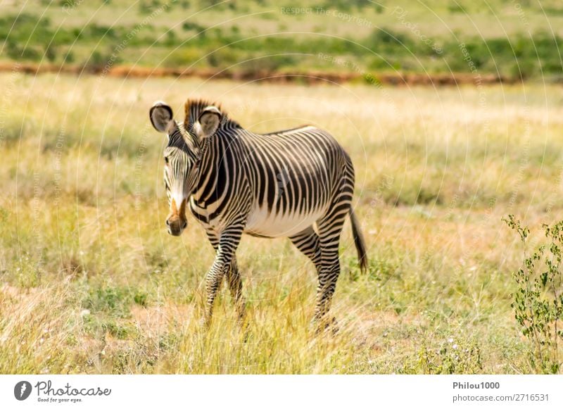 Isoliertes Zebra beim Wandern in der Savanne Spielen Safari Berge u. Gebirge Natur Tier Himmel Gras Park Streifen natürlich wild schwarz weiß Samburu Afrika