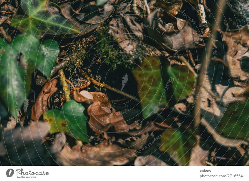 Nahaufnahme eines Molches Salamander Pleurodelinae eft semiaquatisch Lizard Amphibie amphibisch verborgen Tierhaut ruhig Tierwelt Fauna Umwelt Wald nass
