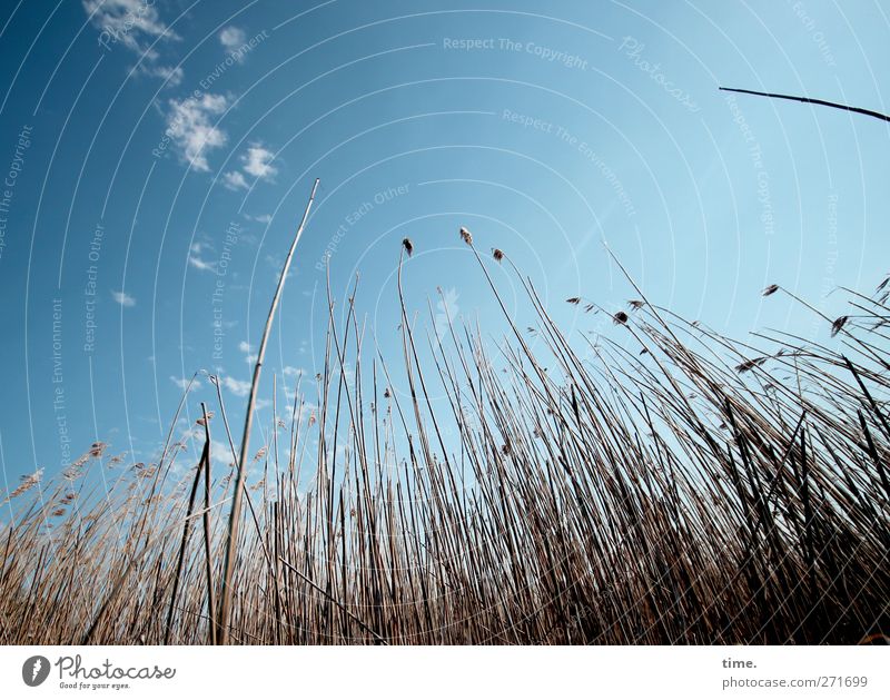 Hiddensee | abtauchen Umwelt Natur Pflanze Himmel Wolken Schönes Wetter Gras Halm Küste Gefühle Glück Zufriedenheit Sicherheit Schutz achtsam Leben bescheiden
