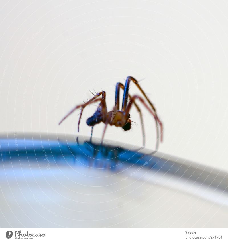 Ich Spinne Tier 1 krabbeln natürlich blau braun Beine Farbfoto Außenaufnahme Makroaufnahme Menschenleer Tag Reflexion & Spiegelung Tierporträt