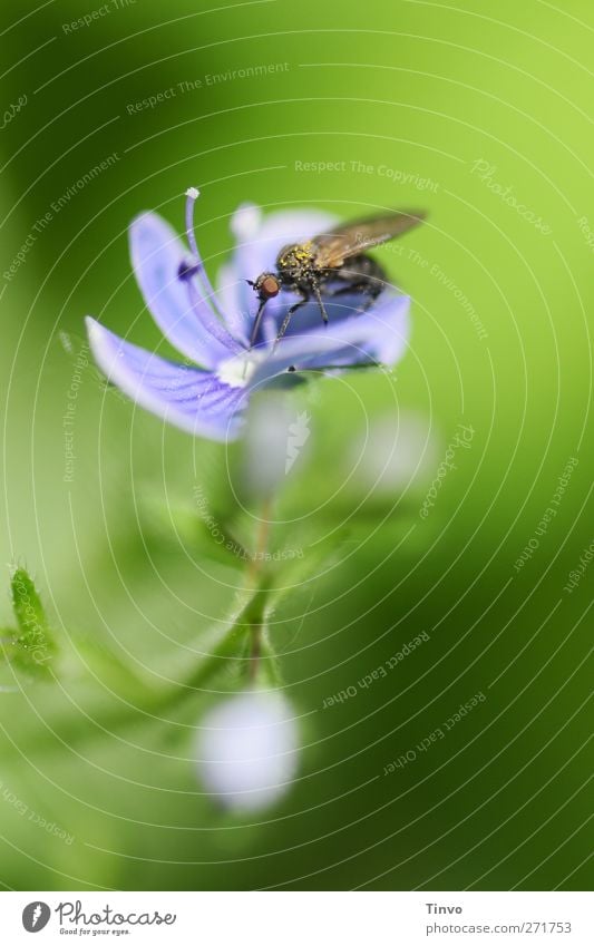 Fliege saugt Nektar aus blauer Blüte Umwelt Natur Pflanze Tier Frühling Schönes Wetter Wildpflanze grün schwarz Partnerschaft Symbiose saugen Insekt Ernährung
