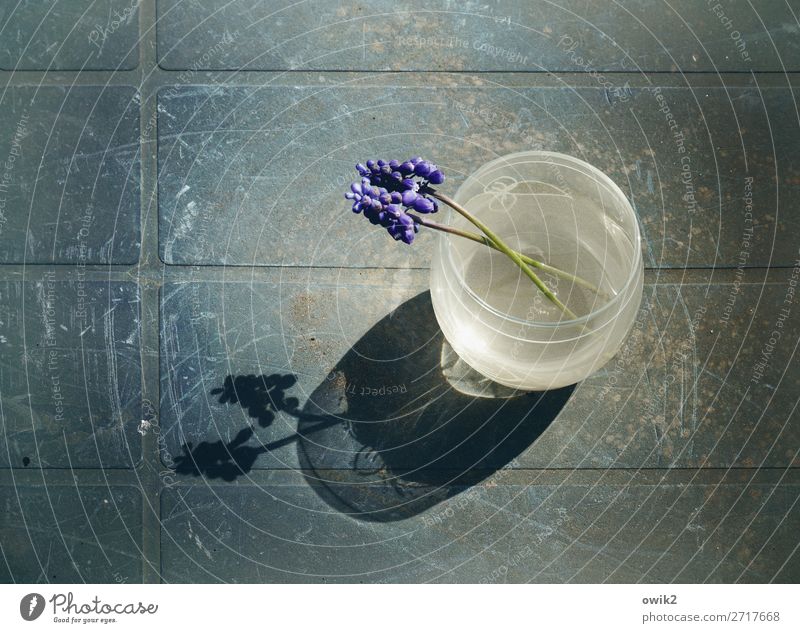 Frisch verliebt Natur Pflanze Sommer Blume Traubenhyazinthe Vase Tisch Glas Kunststoff Gefühle Einigkeit Romantik ruhig Farbfoto Gedeckte Farben Außenaufnahme