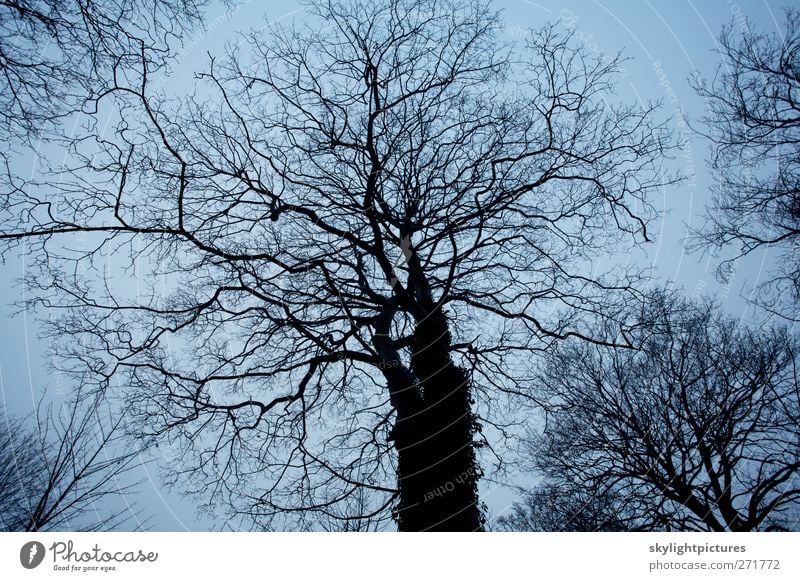 Winterbäume Natur Pflanze Himmel Baum Wald dunkel gruselig kalt schwarz Stimmung Ast unverhüllt Sillouette schlicht Kofferraum Holz Laube Gedeckte Farben