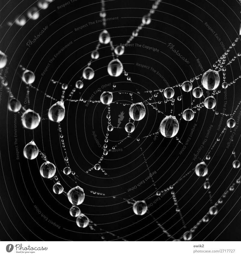 Teures Geschmeide Umwelt Natur Tier Wassertropfen Regen glänzend hängen dunkel dünn Zusammensein klein nah nass schön viele Spinngewebe Spinnennetz perlen