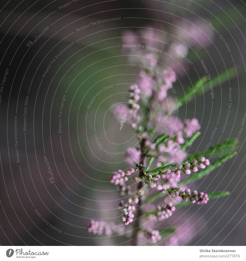 AST 5 - Beelitzer Blüte Natur Pflanze Frühling Sträucher Blatt Tamariske Blütenknospen Frühlingstamariske Park Blühend Duft Wachstum ästhetisch natürlich schön