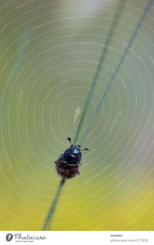 Entscheidung Tier Frühling Pflanze Gras Wiese Käfer 1 wählen hängen krabbeln seilhüpfen blau gelb grün Mut Gedeckte Farben Außenaufnahme Textfreiraum oben Tag