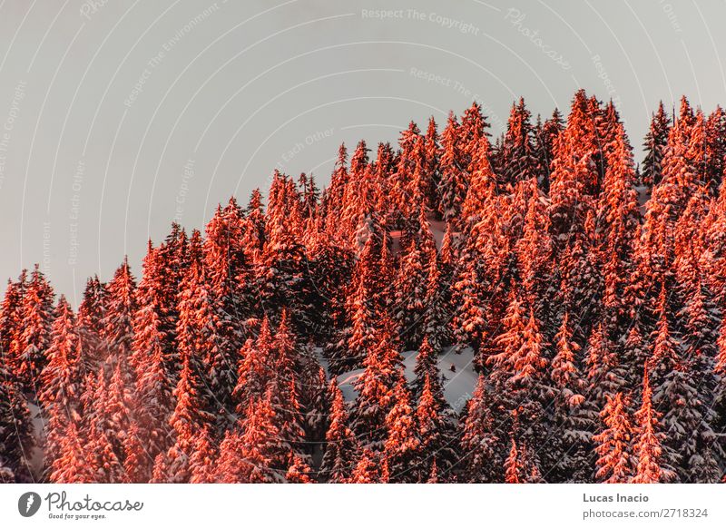 Grouse Mountain in North Vancouver, BC, Kanada Winter Schnee Berge u. Gebirge Umwelt Natur Baum Blatt Hügel Abenteuer amerika Amerikaner British Columbia