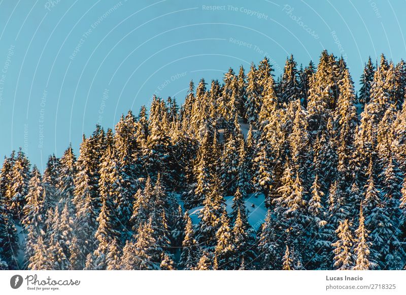 Grouse Mountain in North Vancouver, BC, Kanada Winter Schnee Berge u. Gebirge Umwelt Natur Baum Blatt Hügel Abenteuer amerika Amerikaner British Columbia