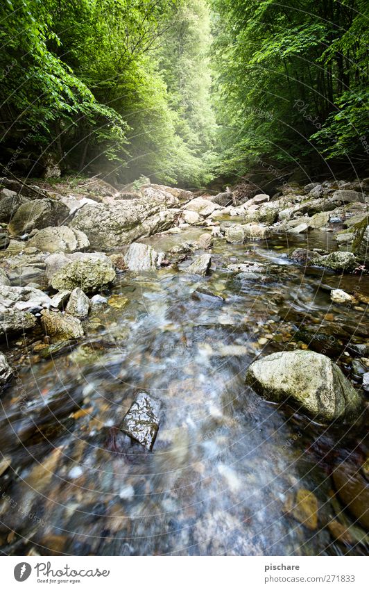Raabklamm Natur Landschaft Wasser Wald Felsen Bach Fluss Farbfoto Außenaufnahme Starke Tiefenschärfe Weitwinkel
