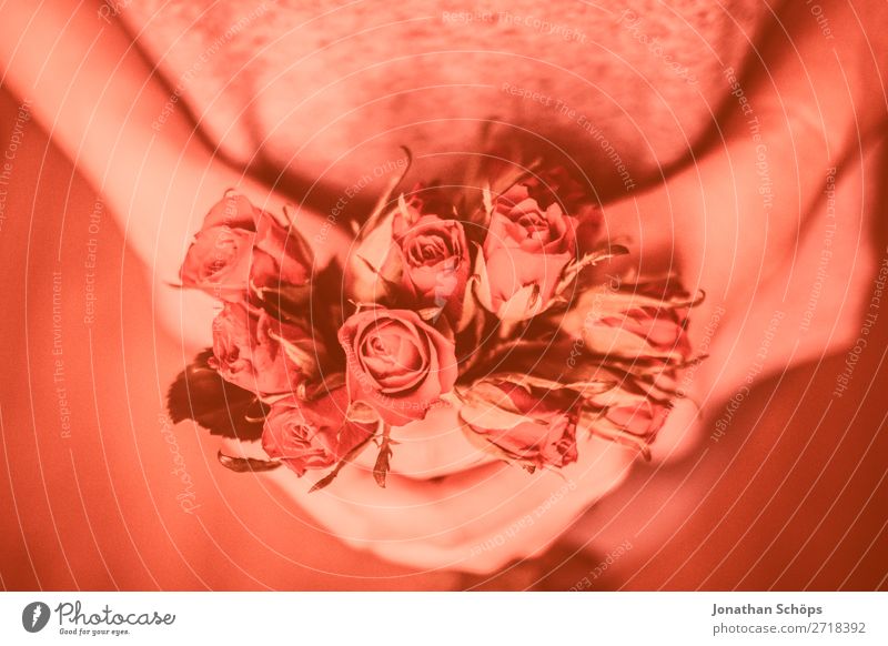 junge Frau schenkt rote Rosen zum Valentinstag Blume Verabredung Farbe des Jahres Freude Freundschaft Frühlingsgefühle Gefühle Geschenk Hand Korallen Liebe