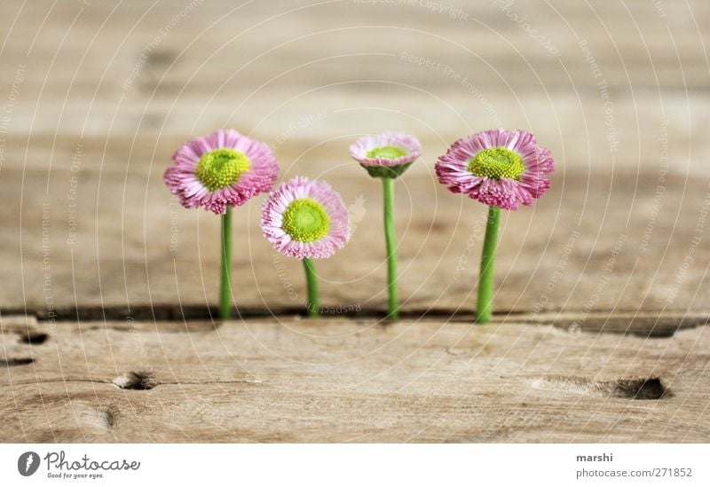 vier gewinnt Pflanze Blume rosa Holz Holztisch Unkraut Gänseblümchen wild schön 4 Wachstum Hintergrundbild Farbfoto Innenaufnahme Nahaufnahme Detailaufnahme