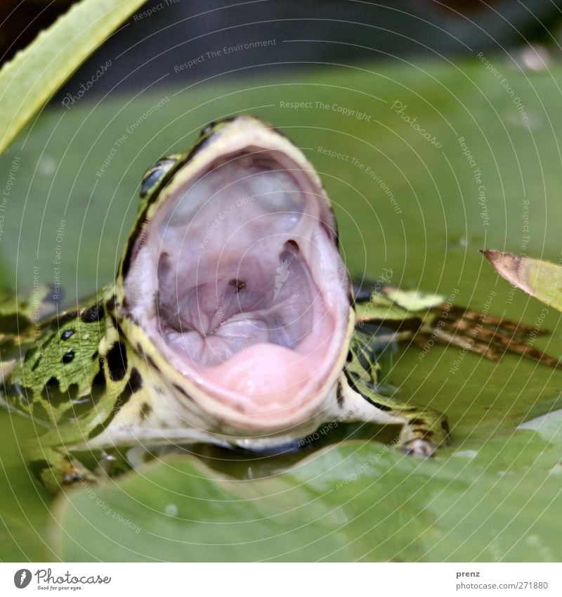 Großmaul Umwelt Natur Tier Wildtier Frosch 1 grün rosa Maul offen Appetit & Hunger Speiseröhre Farbfoto Außenaufnahme Nahaufnahme Menschenleer Textfreiraum oben