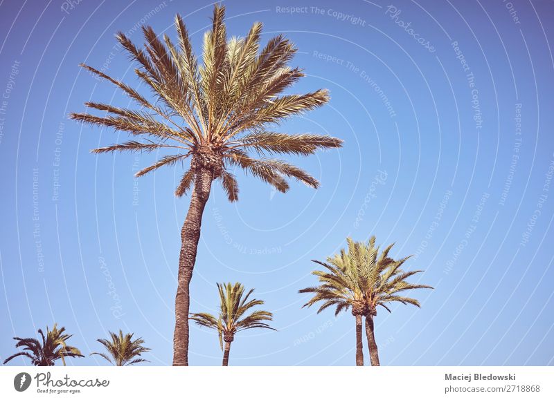 Palmen vor dem blauen Himmel bei Sonnenuntergang. Ferien & Urlaub & Reisen Freiheit Sommer Sommerurlaub Sonnenbad Strand Insel Tapete Natur Pflanze