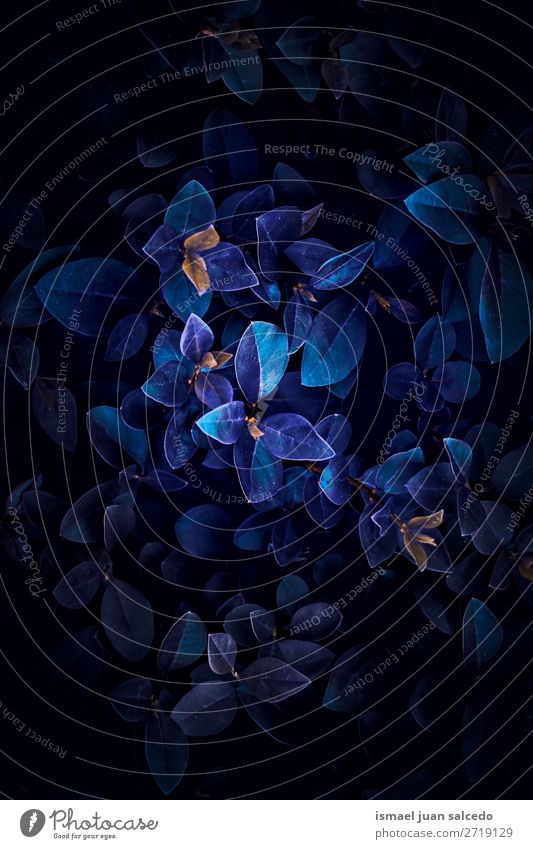 schöne abstrakte blaue Pflanzenblätter im Garten Blatt geblümt Natur Dekoration & Verzierung Ornament Konsistenz frisch Außenaufnahme Hintergrund Tapete Mode