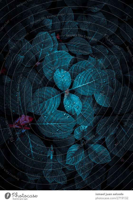 schöne blaue Pflanze Blätter Textur im Garten Blatt geblümt Natur Dekoration & Verzierung Ornament abstrakt Konsistenz frisch Außenaufnahme Hintergrund Tapete