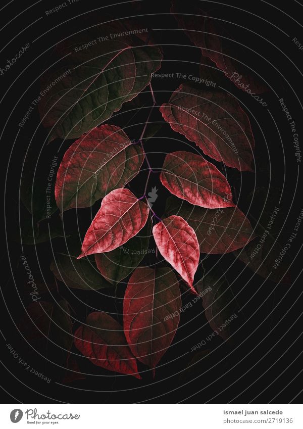 schöne rote Pflanze Blätter Textur im Garten Blatt geblümt Natur Dekoration & Verzierung Ornament abstrakt Konsistenz frisch Außenaufnahme Hintergrund Tapete