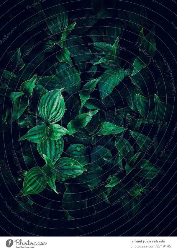 schöne grüne Pflanze Blätter Textur im Garten Blatt geblümt Natur Dekoration & Verzierung Ornament abstrakt Konsistenz frisch Außenaufnahme Hintergrund Tapete