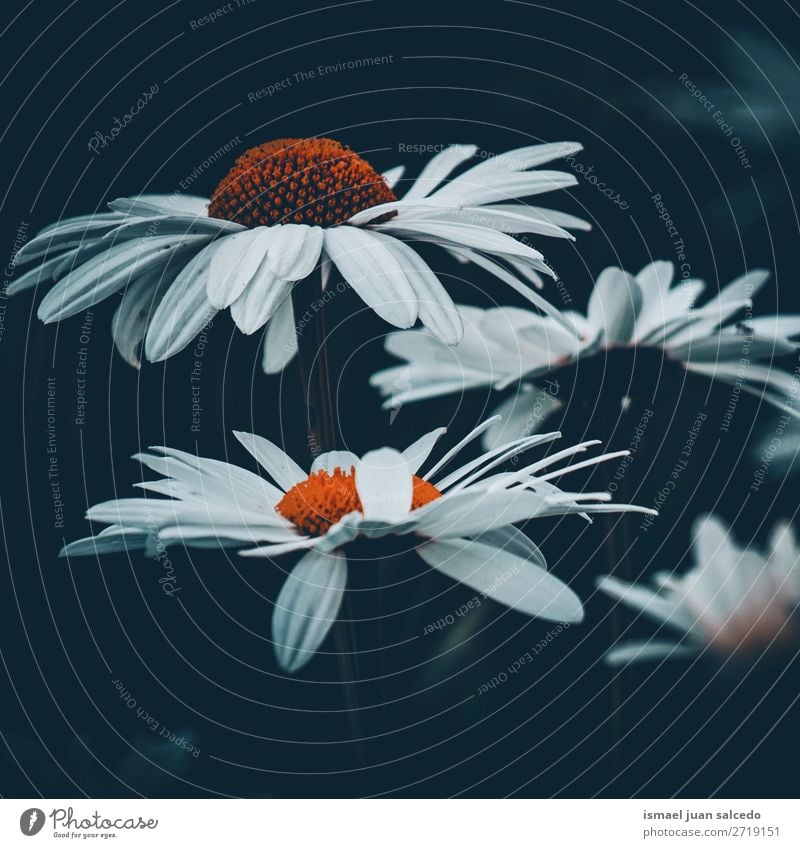 schöne Gänseblümchenblume Blume weiß Blütenblatt Pflanze Garten geblümt Natur Dekoration & Verzierung romantisch Beautyfotografie Zerbrechlichkeit Hintergrund