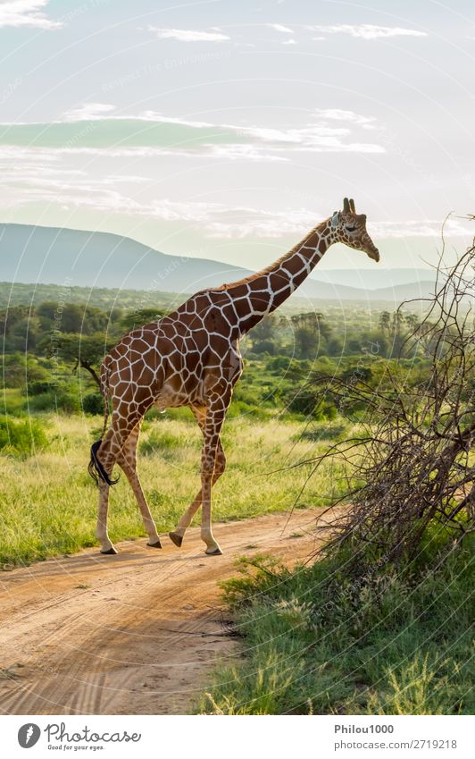 Giraffe überquert den Pfad im Samburu Park schön Gesicht Safari Mund Natur Tier lang niedlich wild braun grün weiß Afrika Afrikanisch Hintergrund Kopf