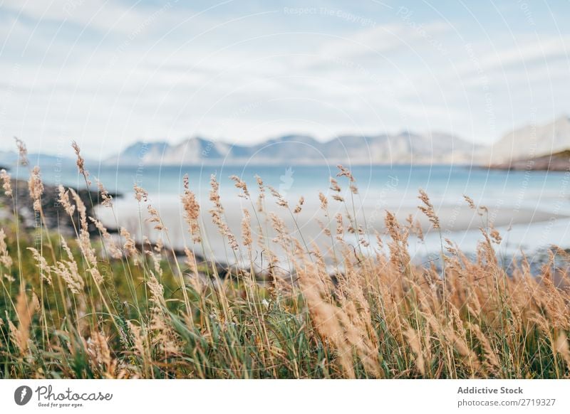 Spitzgras auf dem Hochland Gras See Berge u. Gebirge Natur Landschaft Wind Wasser Himmel Spike lässt Aussicht majestätisch alpin Wildnis ruhig friedlich