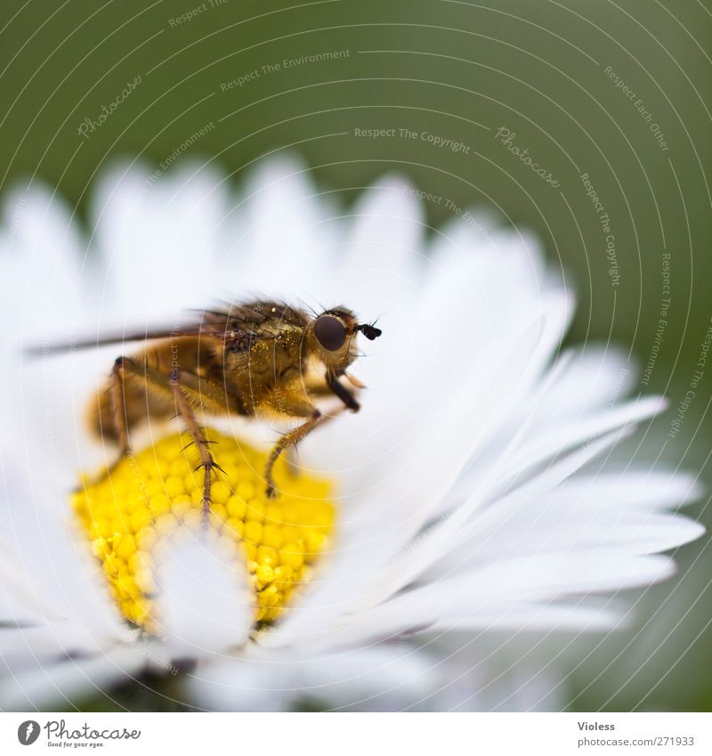 Hiddensee | auch ein schönes plätzchen Blüte Fliege 1 Tier nah Gänseblümchen Nauaufnahme Farbfoto Außenaufnahme Makroaufnahme Menschenleer