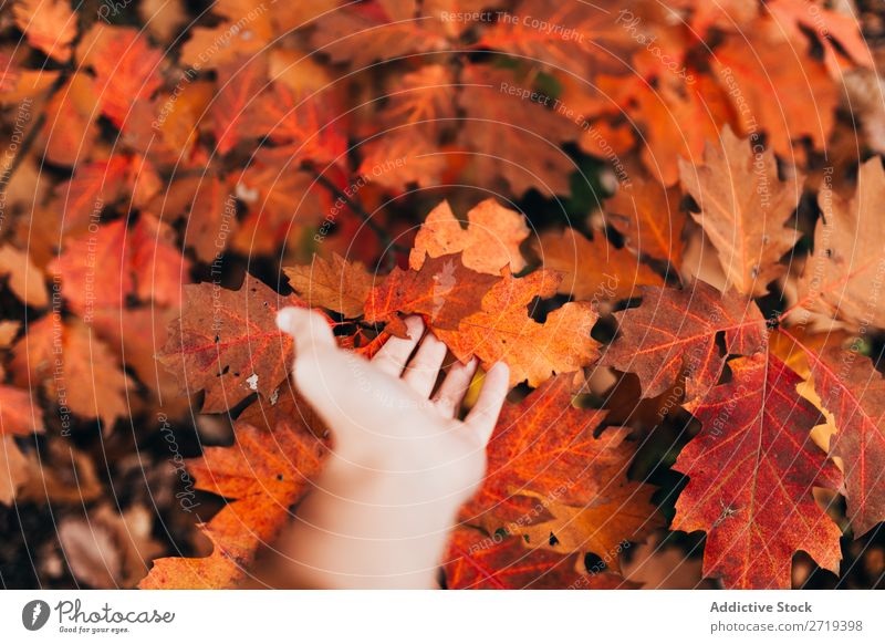Schneiden Sie die Hand, die helle Blätter berührt. Blatt Herbst berühren Beautyfotografie Jahreszeiten rot Inspiration harmonisch herbstlich geblümt Park frisch