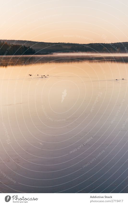 Vögel schwimmen in ruhigem Wasser See Morgen Ente Tourismus Dunst Beautyfotografie wild Reflexion & Spiegelung Landschaft schön abgelegen Wege & Pfade Natur