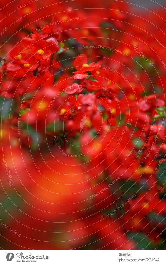 Begonien natürlich rot Semperflorens knallig rote Blumen Topfpflanze prächtig wachs begonie wax begonia Stauden Balkonpflanze dekorativ Blühend nah
