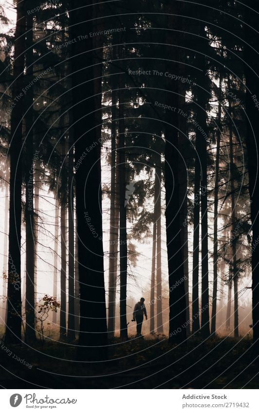 Reisender in dunklen, nebligen Wäldern Wald geheimnisvoll Landschaft spukhaft Hintergrundbild Nebel Natur Umwelt natürlich herbstlich magisch nadelhaltig Herbst