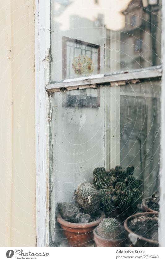 Kaktus hinter Glas eines schäbigen Fensters Außenseite verwittert Reflexion & Spiegelung Straße Gebäude Design Menschenleer Wachstum rustikal wohnbedingt