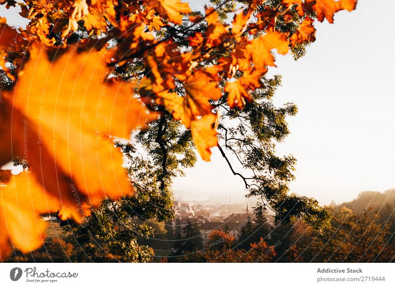 Helles Laub im Sonnenlicht Skyline Blatt Herbst hell gold Morgen Ferien & Urlaub & Reisen Baum romantisch Tourismus Landschaft Aussicht historisch
