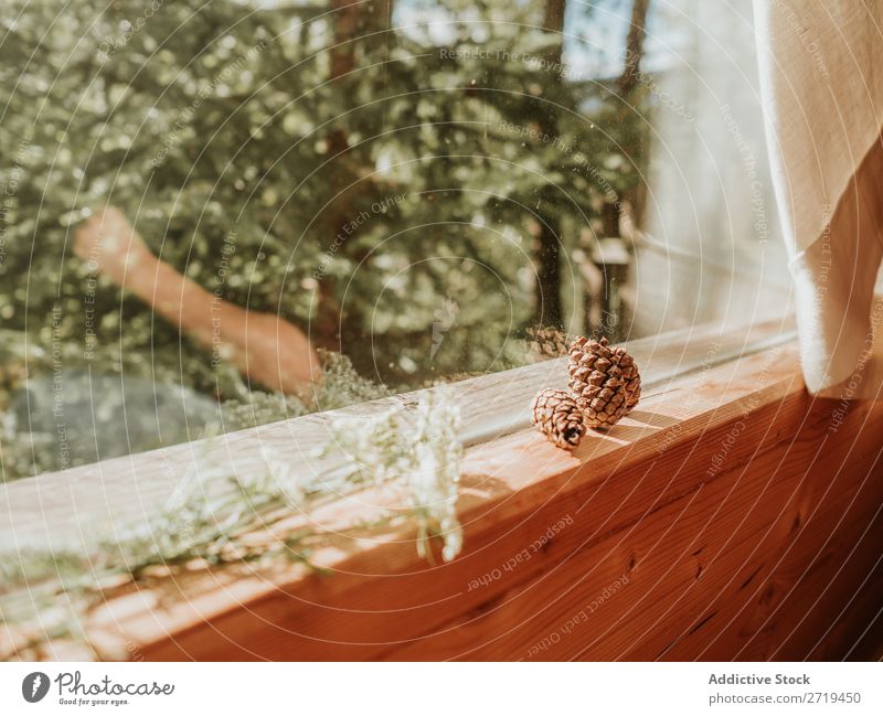 Tannenzapfen und Blumen auf Fensterbank Kiefernzapfen Natur Fenstersims natürlich Fichte Design Sonnenlicht Holz Haus Sommer Terrasse Stil abgelegen Frieden