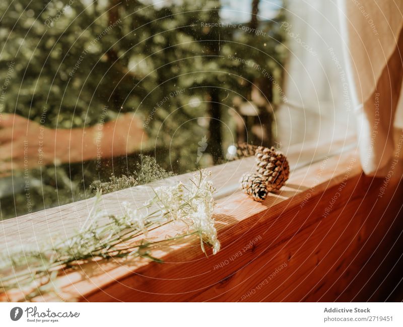Tannenzapfen und Blumen auf Fensterbank Kiefernzapfen Natur Fenstersims natürlich Fichte Design Sonnenlicht Holz Haus Sommer Terrasse Stil abgelegen Frieden