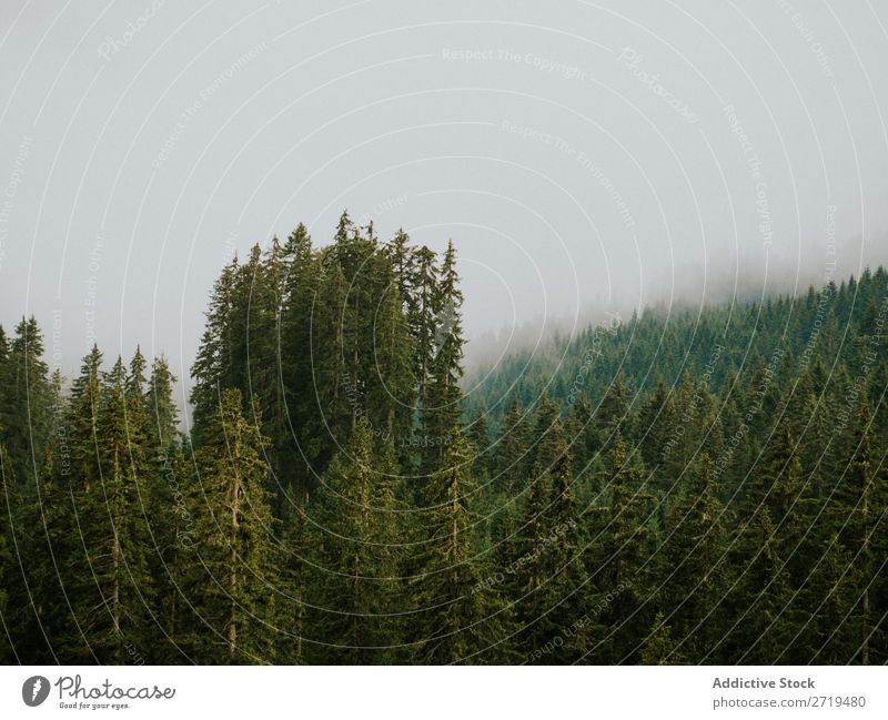 Schöne immergrüne Bäume in den Dolomiten, Italien nadelhaltig Himmel Nebel Landschaft Fichte Wald geheimnisvoll Umwelt natürlich Aussicht schön Natur Tal Kiefer