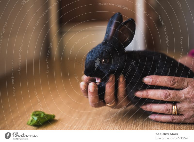 Hände halten das süße schwarze Häschen. Hase & Kaninchen niedlich Tier Hand Pelzmantel Ostern Säugetier flockig reizvoll Haustier klein Jugendliche wild Ohr