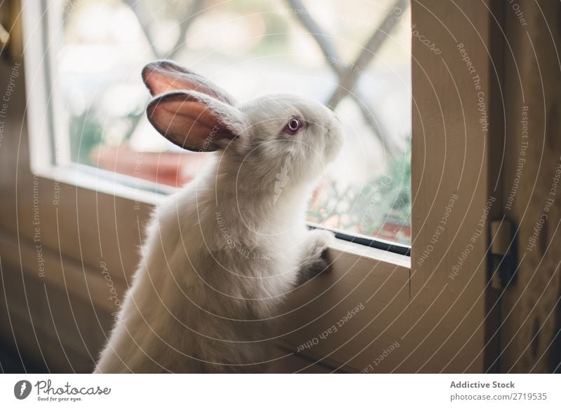 Weißer kleiner Hase mit Blick auf das Fenster Hase & Kaninchen niedlich anlehnen reizvoll Tier Pelzmantel Ostern Säugetier flockig Haustier Jugendliche wild Ohr