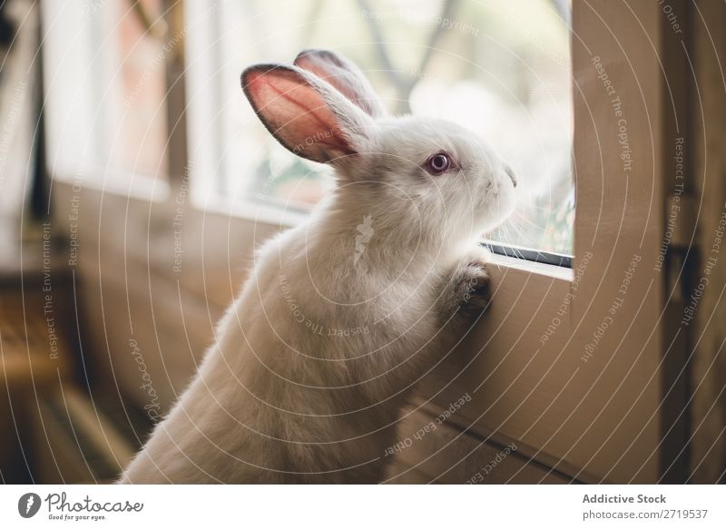 Weißer kleiner Hase mit Blick auf das Fenster Hase & Kaninchen niedlich anlehnen reizvoll Tier Pelzmantel Ostern Säugetier flockig Haustier Jugendliche wild Ohr